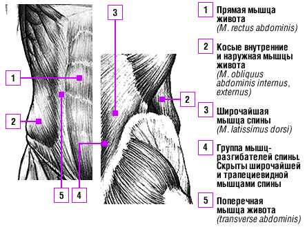 Пресс и поясница